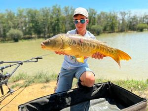 Mirror Carp