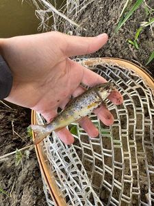 Brown Trout