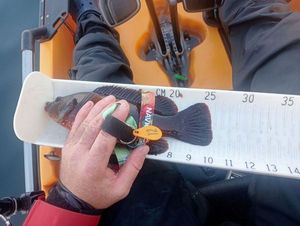 Ballan Wrasse
