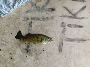 Largemouth Bass