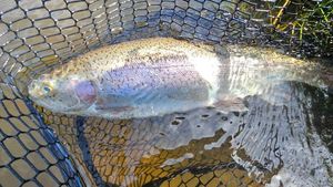 Rainbow Trout