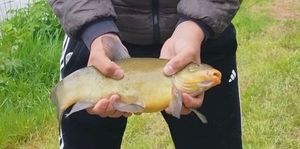 Tench