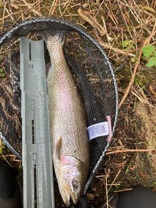Rainbow Trout
