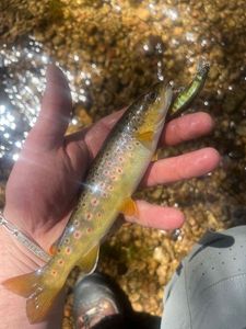 Brown Trout