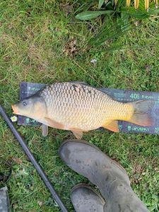 Common Carp