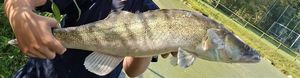 Zander