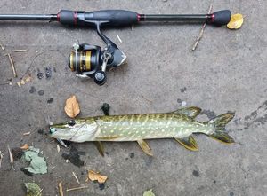 Northern Pike