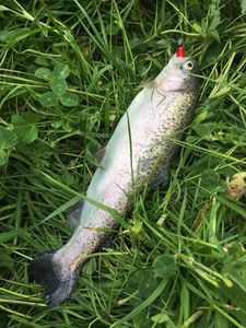 Rainbow Trout