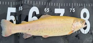 Cutthroat Trout