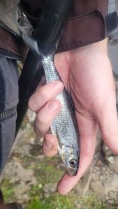 Banded Goatfish