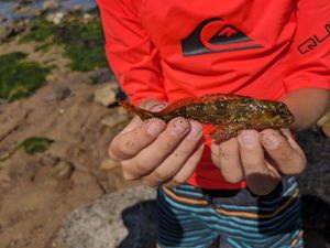 Giant Goby