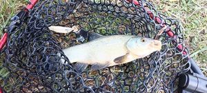 Tench