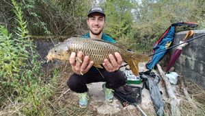 Common Carp