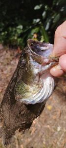 Largemouth Bass