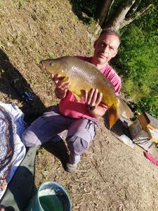 Common Carp