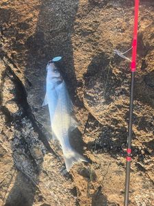 European Bass (Seabass)