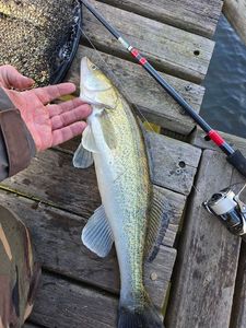 Zander