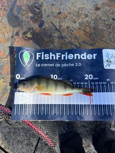 European Perch