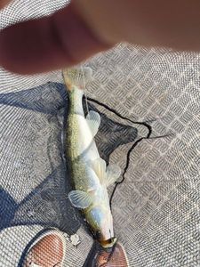 Zander
