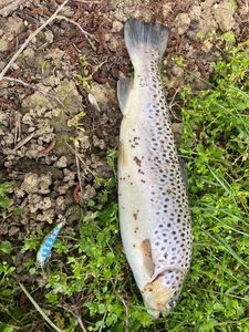 Brown Trout
