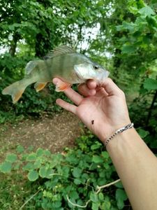 European Perch