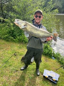 Zander