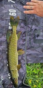 Northern Pike