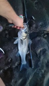 European Bass (Seabass)