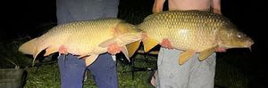 Common Carp