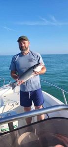 European Bass (Seabass)