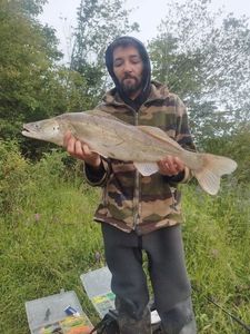 Zander