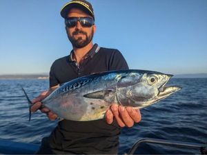 Atlantic Bonito