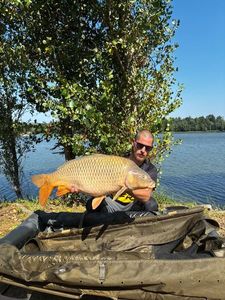 Common Carp