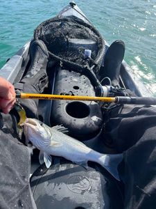 European Bass (Seabass)