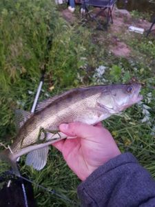 Zander