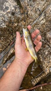 Brown Trout
