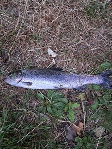 Rainbow Trout
