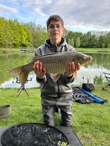 Common Carp
