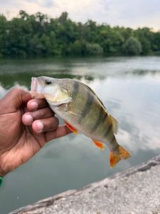 European Perch