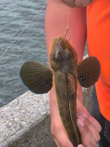 Red Gurnard