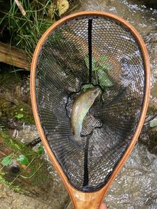 Rainbow Trout