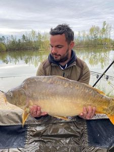 Mirror Carp