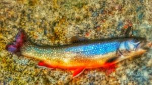 Brook Trout