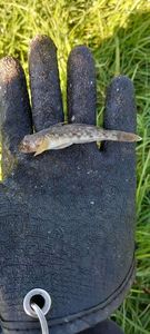Round Goby