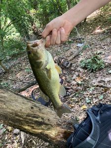 Largemouth Bass