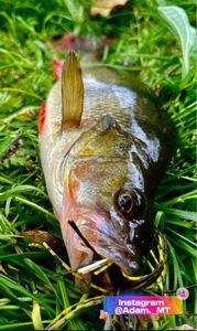 European Perch