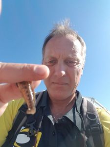 Giant Goby