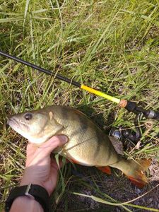 European Perch