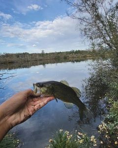 Largemouth Bass