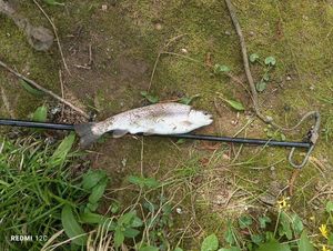 Rainbow Trout